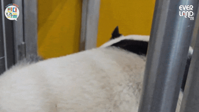 ZOBuLA.gif