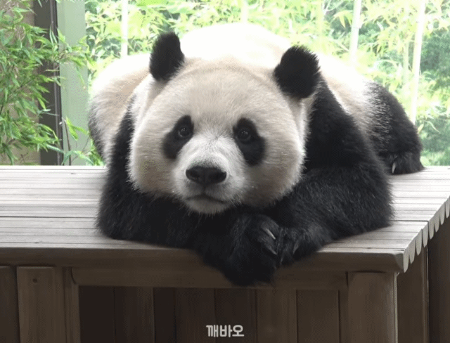 ZOaWkx.gif