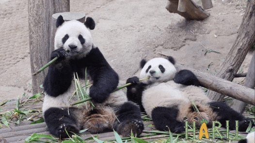 ZQQMpO.gif
