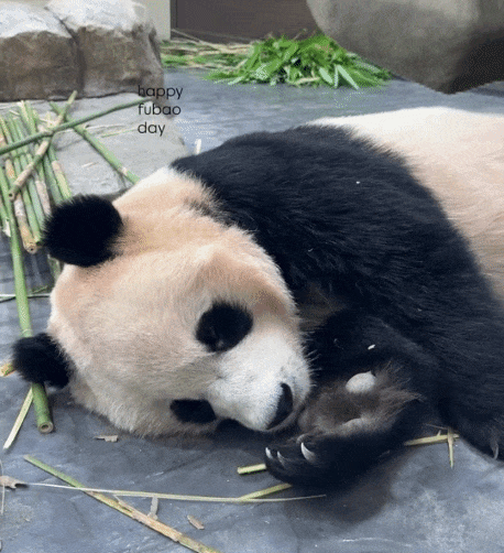 ZczvGB.gif