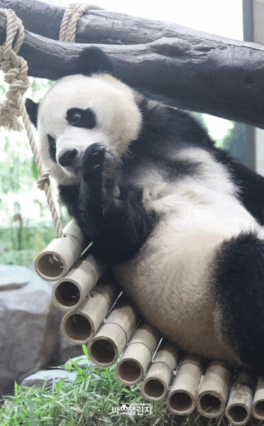 ZfFkJW.gif