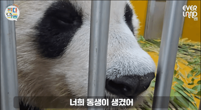 ZgIyQy.gif