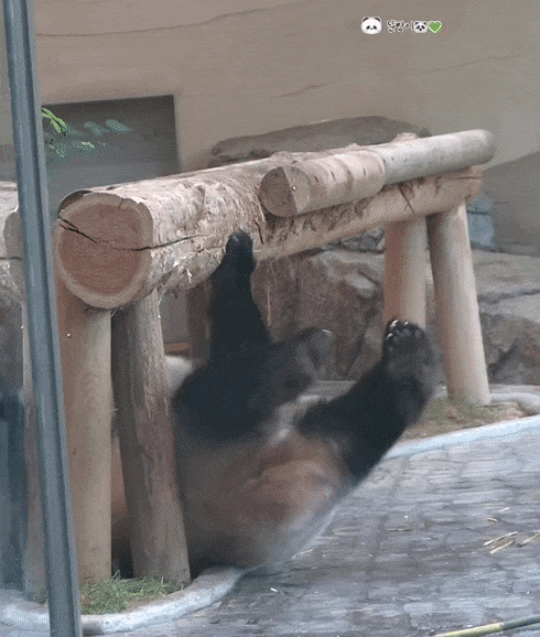 ZsElvo.gif