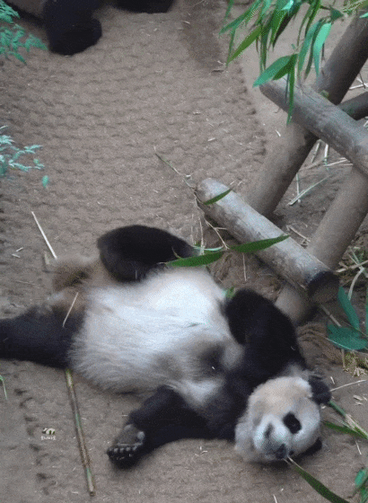 ZwcBHV.gif