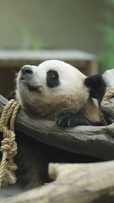 aFBPdR.gif