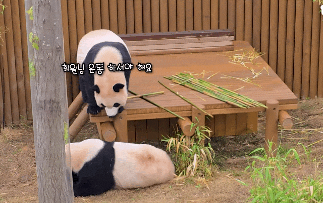 aXGvSh.gif