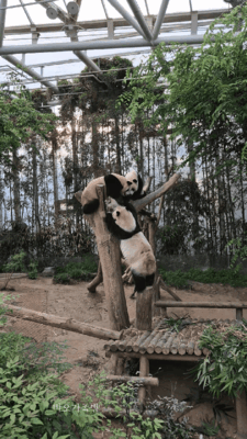 aXJwmB.gif
