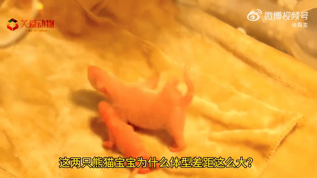 aeabaW.gif