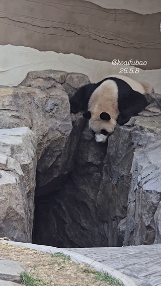 ajSGBA.gif