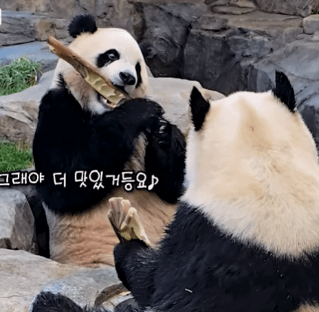 alnUYQ.gif