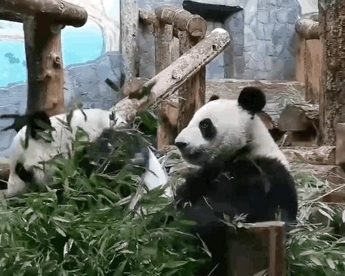 anIgJg.gif