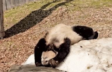 angqnM.gif