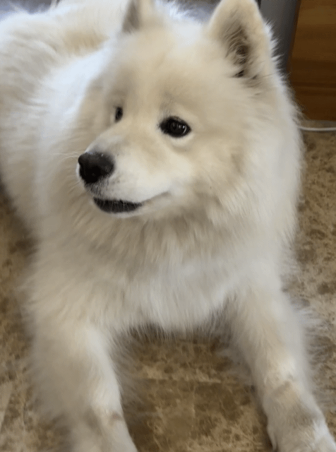 bFOpQk.gif