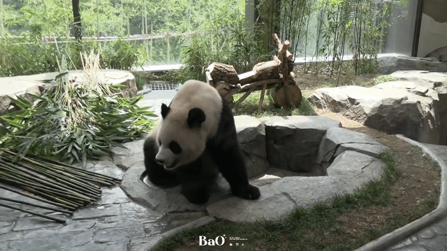 bGqAjJ.gif
