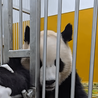 bLOryq.gif