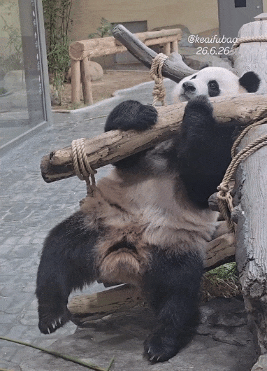 bNnyZt.gif