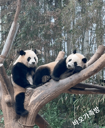 bUMBIM.gif