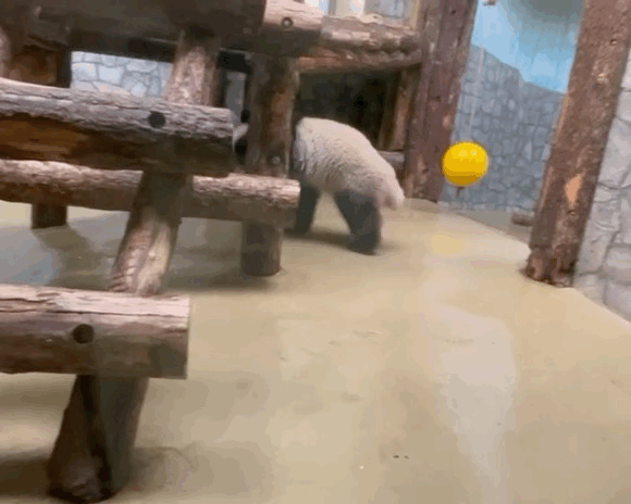 bUVlRV.gif