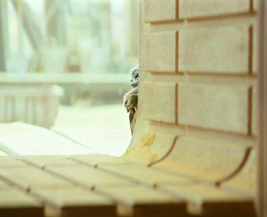 cIuqVQ.gif