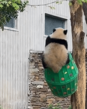 cKUoOt.gif