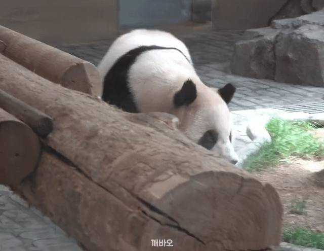 cVPPdk.gif