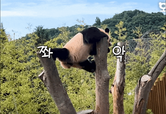 caepFN.gif