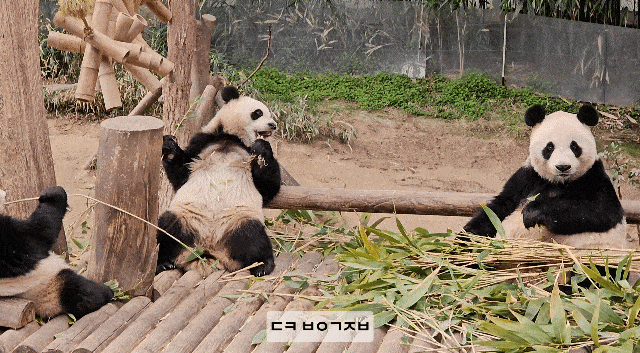 cdbPOe.gif