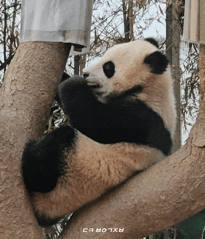 ceyjzK.gif