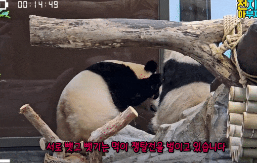 cnZWSk.gif