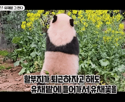 dLuuTO.gif