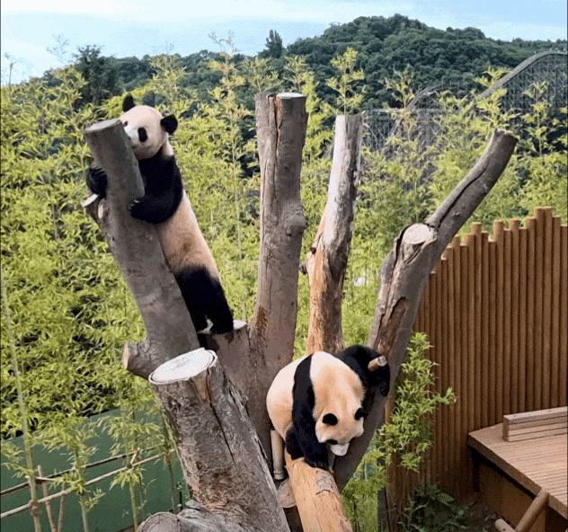 deXIVu.gif