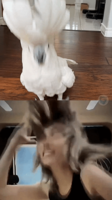 djTCaj.gif