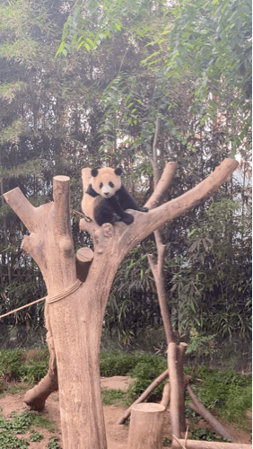 dsJCep.gif