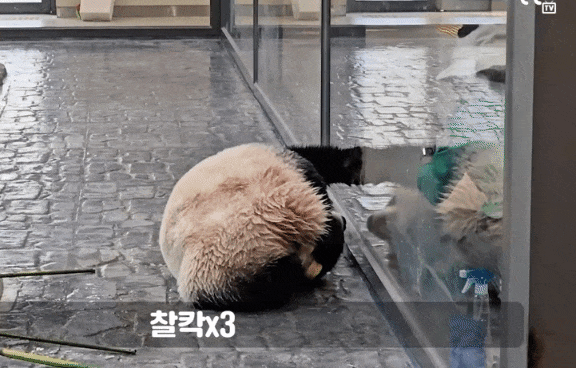dyCARt.gif
