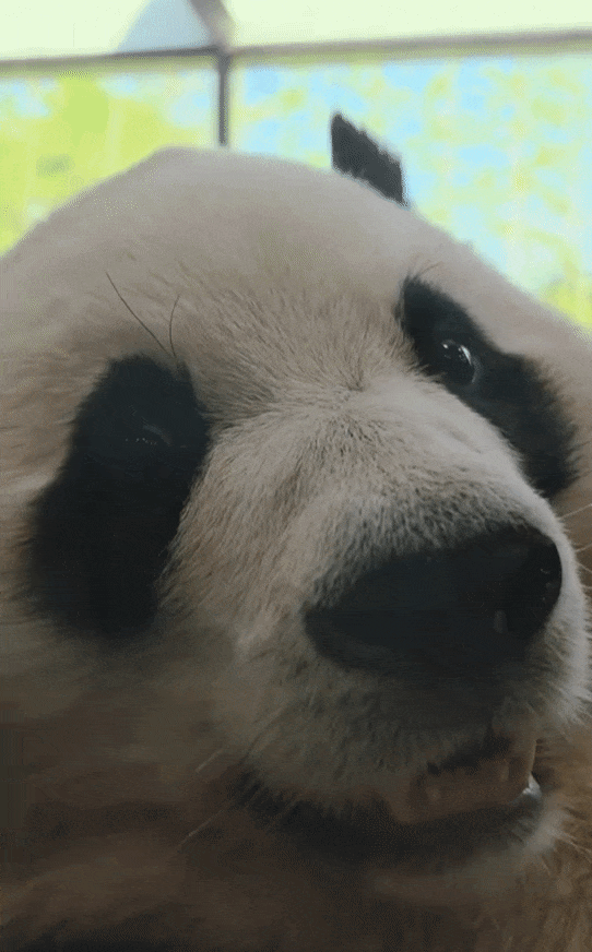 dyejuh.gif