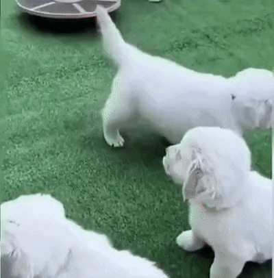 eGkxfP.gif