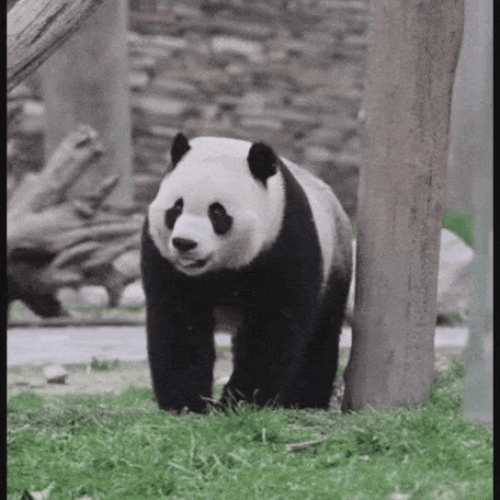 eQlMJO.gif