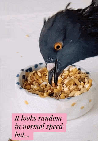 eWvcRH.gif