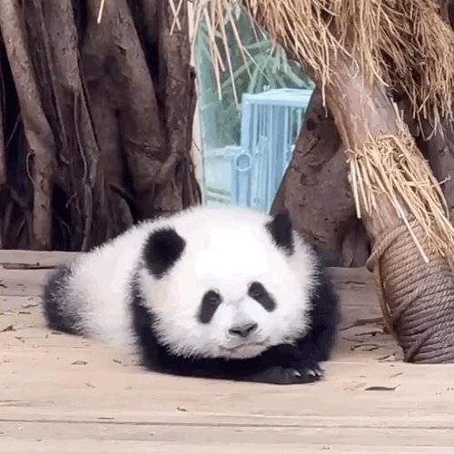 eXlupo.gif