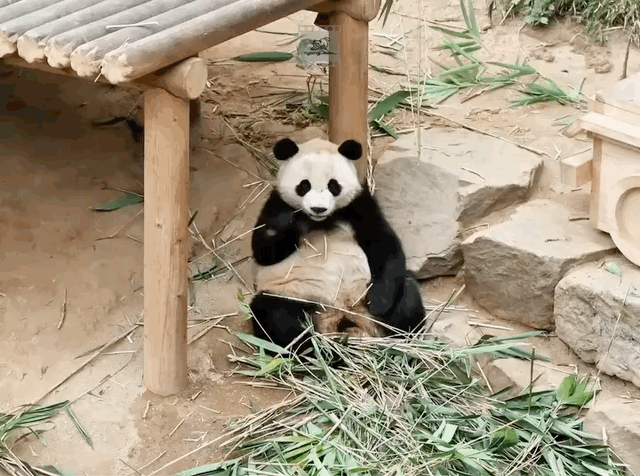 eotFBf.gif