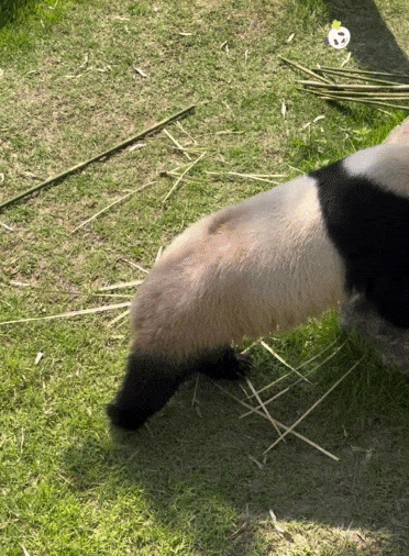 esaSsn.gif