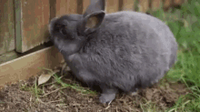 fOcDvJ.gif