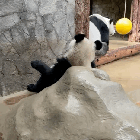 fexqfd.gif