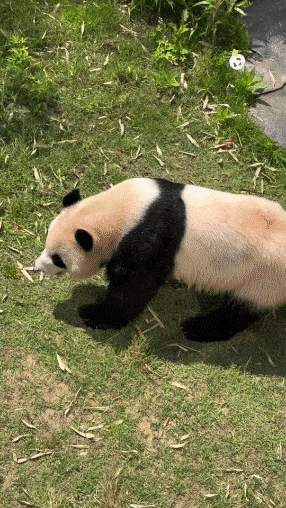 ginFFu.gif