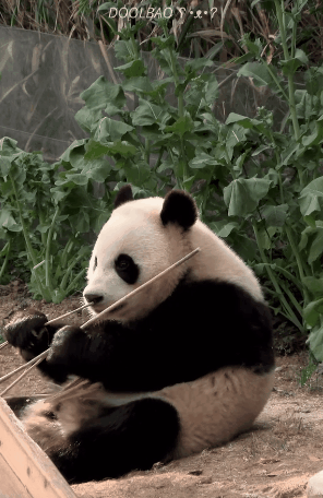 hDgSWA.gif