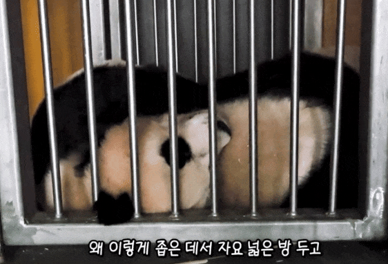 hDsCBC.gif