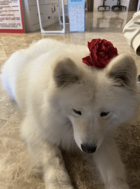 hcFVoK.gif