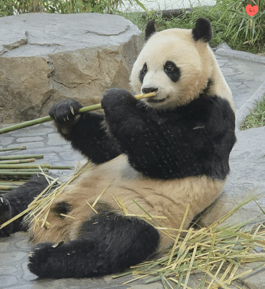 hpKCMT.gif