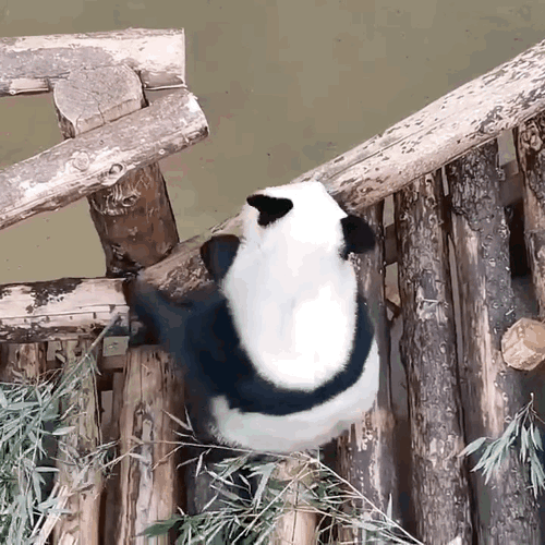 hsZoTM.gif