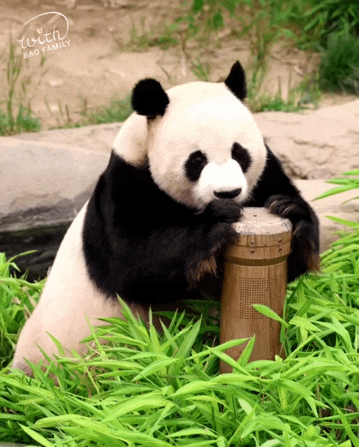 hvBhik.gif